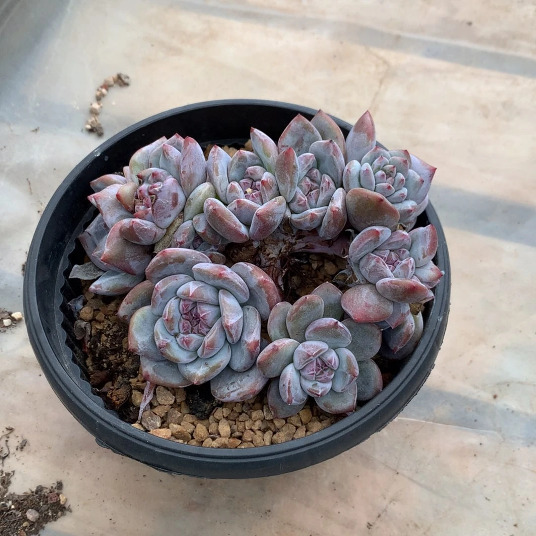 石榴籽小脸九头小树