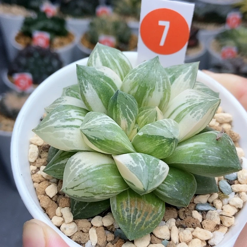 【闪购商品】7实生寿锦