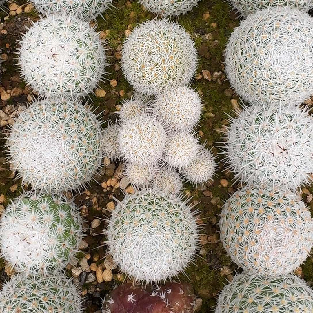 直播间，游戈，专拍