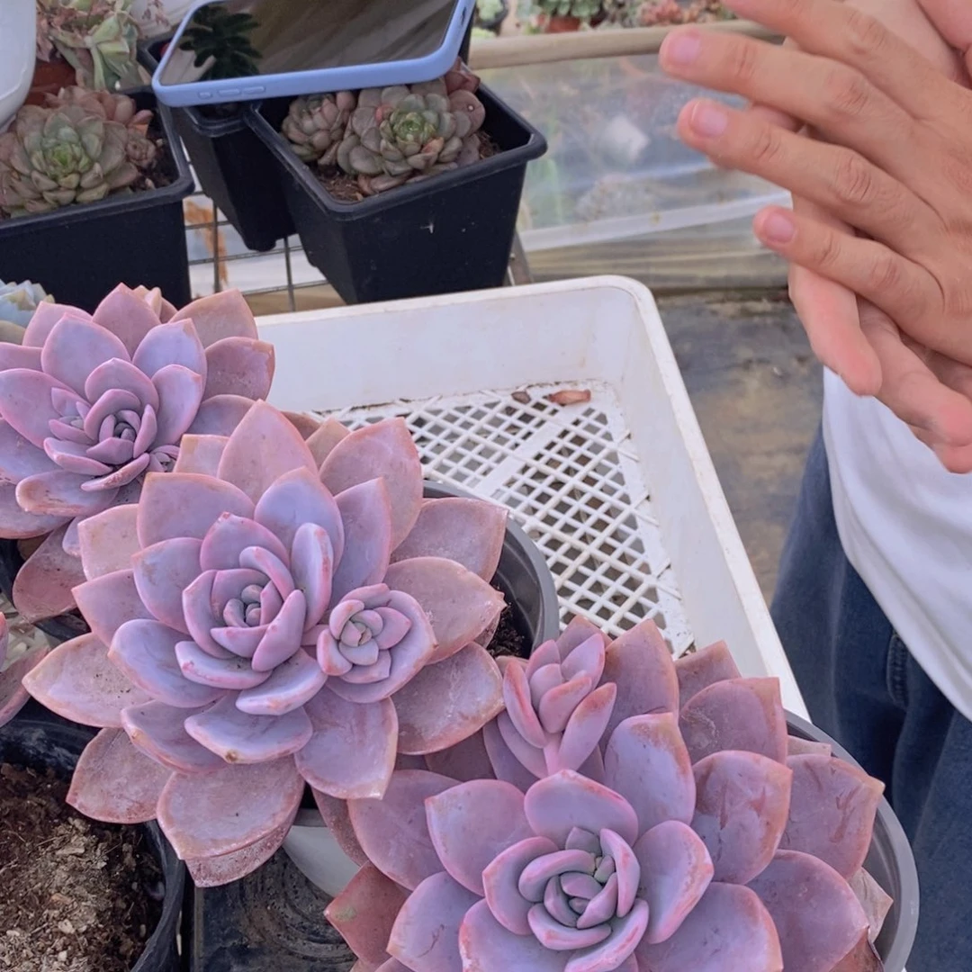 单头红茶华雪两盆