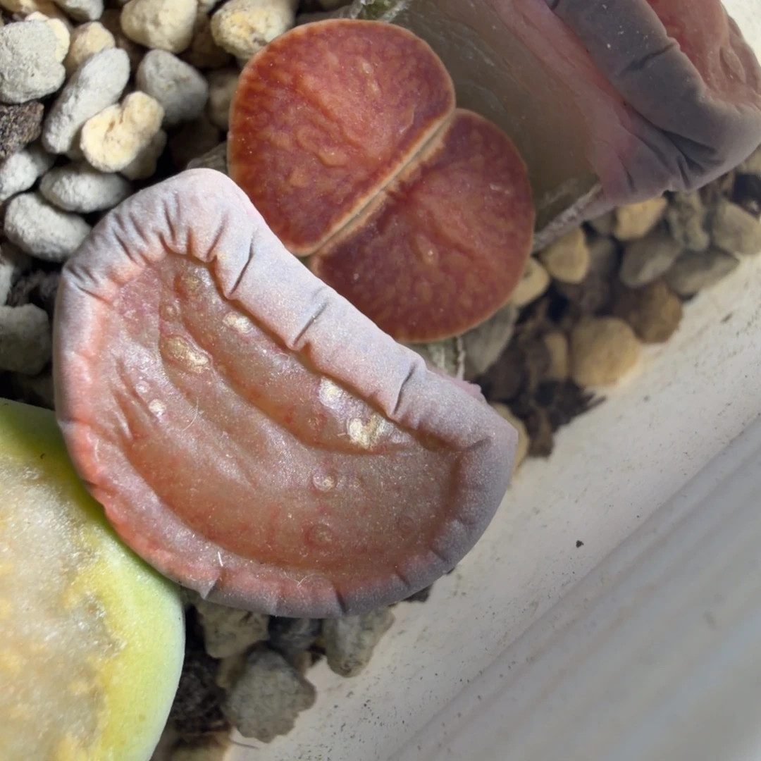 精品菊母本一颗。。