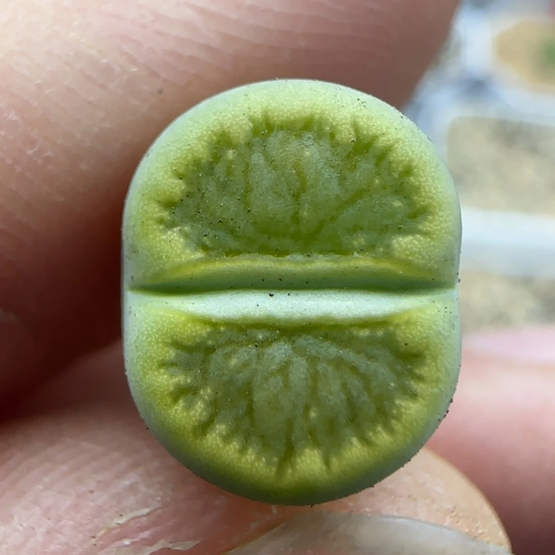 959黄巴黎绿菊清框福利30包邮