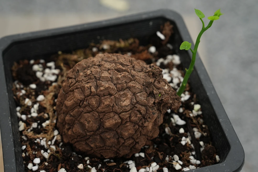 龙甲荔枝龟 Stephanie suberosa泰国进口客厅绿植块根一物一拍