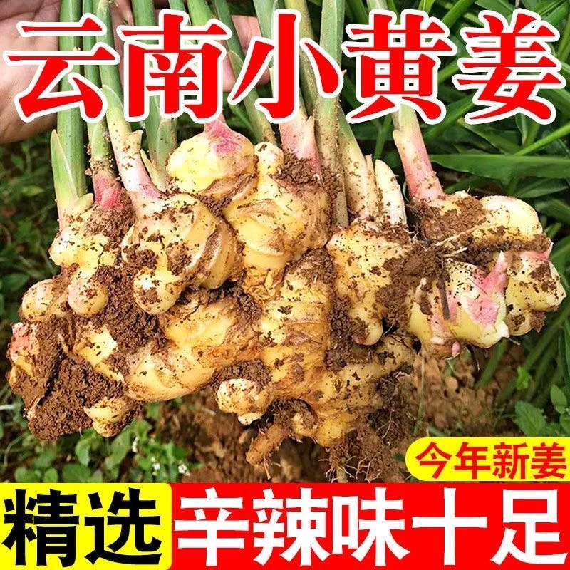 【产地直发】生姜批发价云南小黄姜新鲜嫩姜现挖老姜时令蔬菜包邮