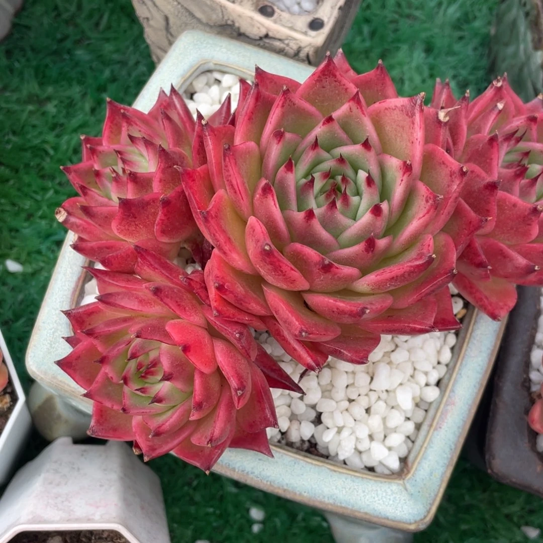 多肉植物盆栽多肉植物