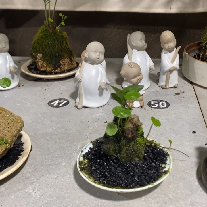~***↵无花朵一物一拍213