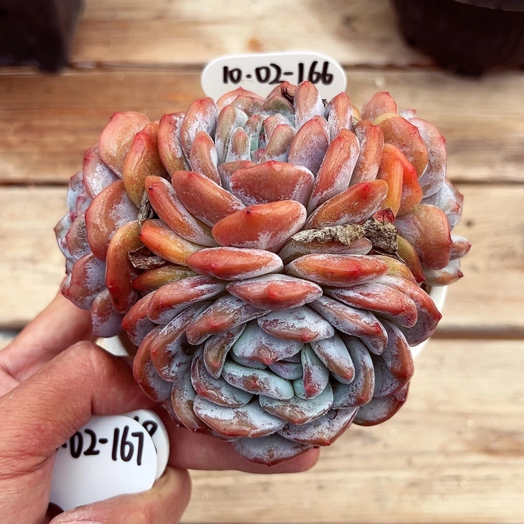 1002-166石榴籽星影