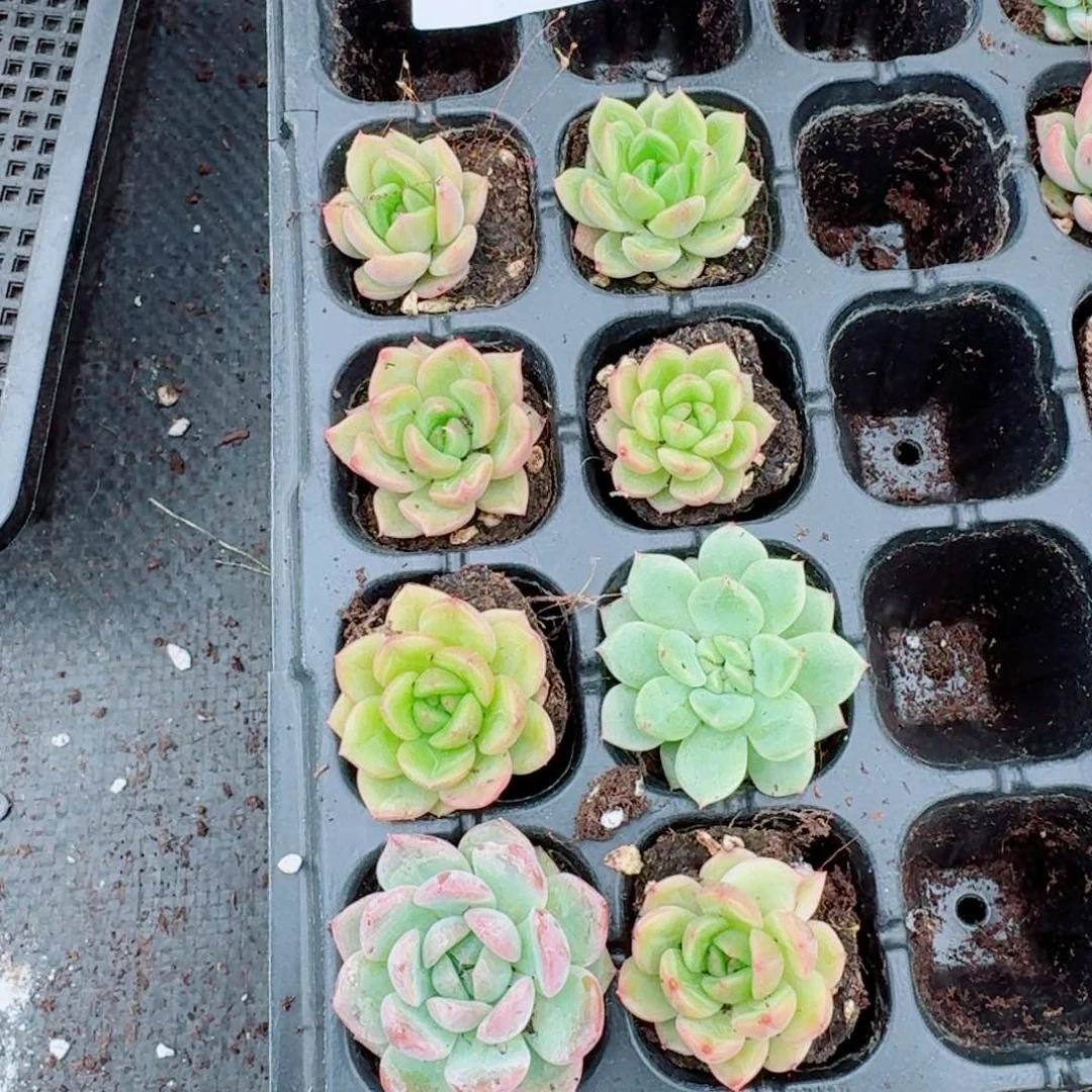 303号十棵量拍27-78