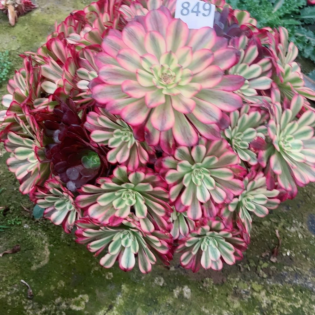 无花朵亮*多肉植物辉煌849