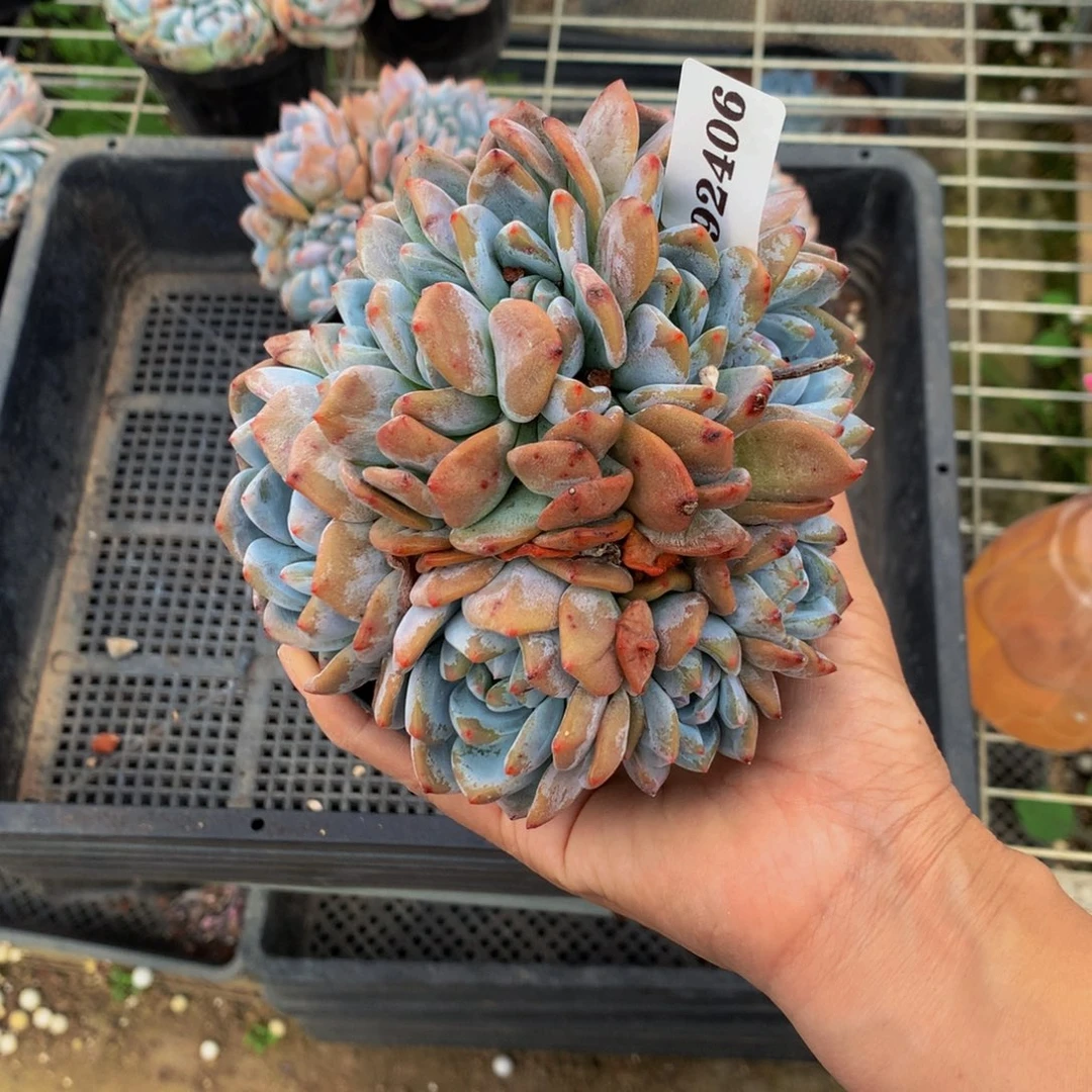 92406朵朵九个嗯嗯嗯嗯好