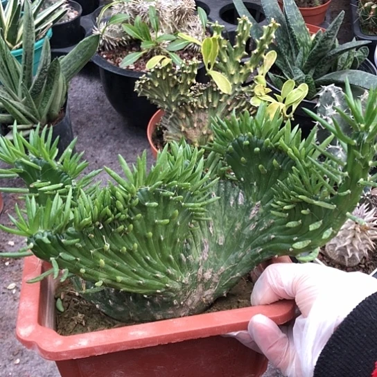 葵***花无花朵缀裸根包邮发货