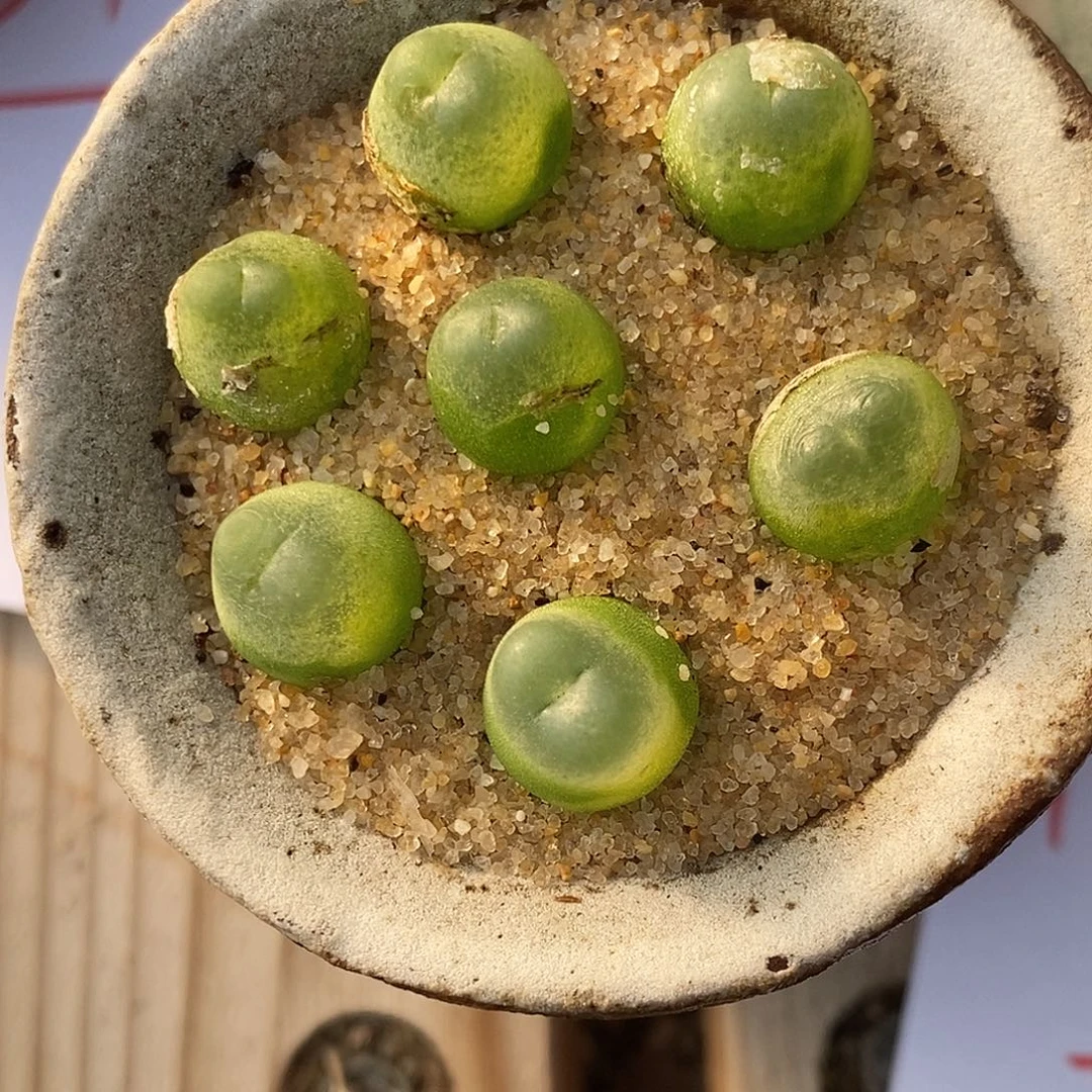 1856紫皮拉登一组。