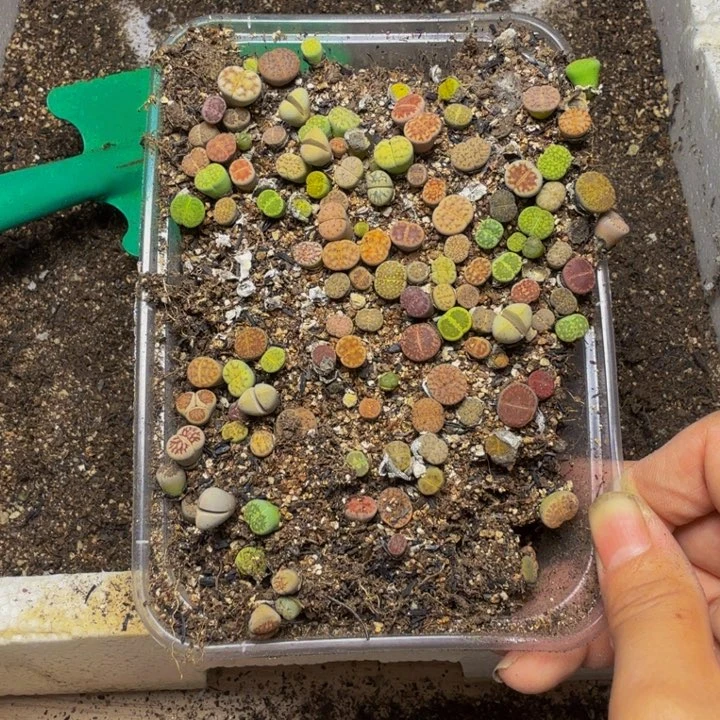 *****多肉植物的生长发29