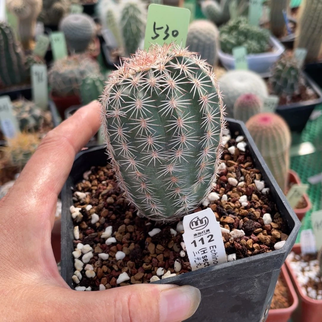 鹿角柱实生仙人球112自育三光