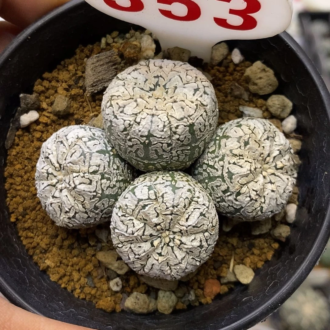 353福利特价来了哦