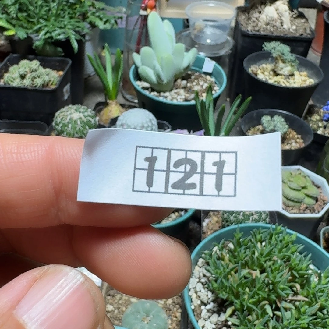 彡****121另选龙猫美杜莎一个