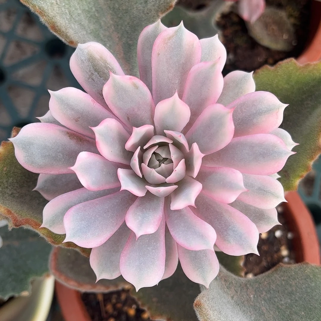 粉蝶锦 带两个侧芽 婕宝一物一拍