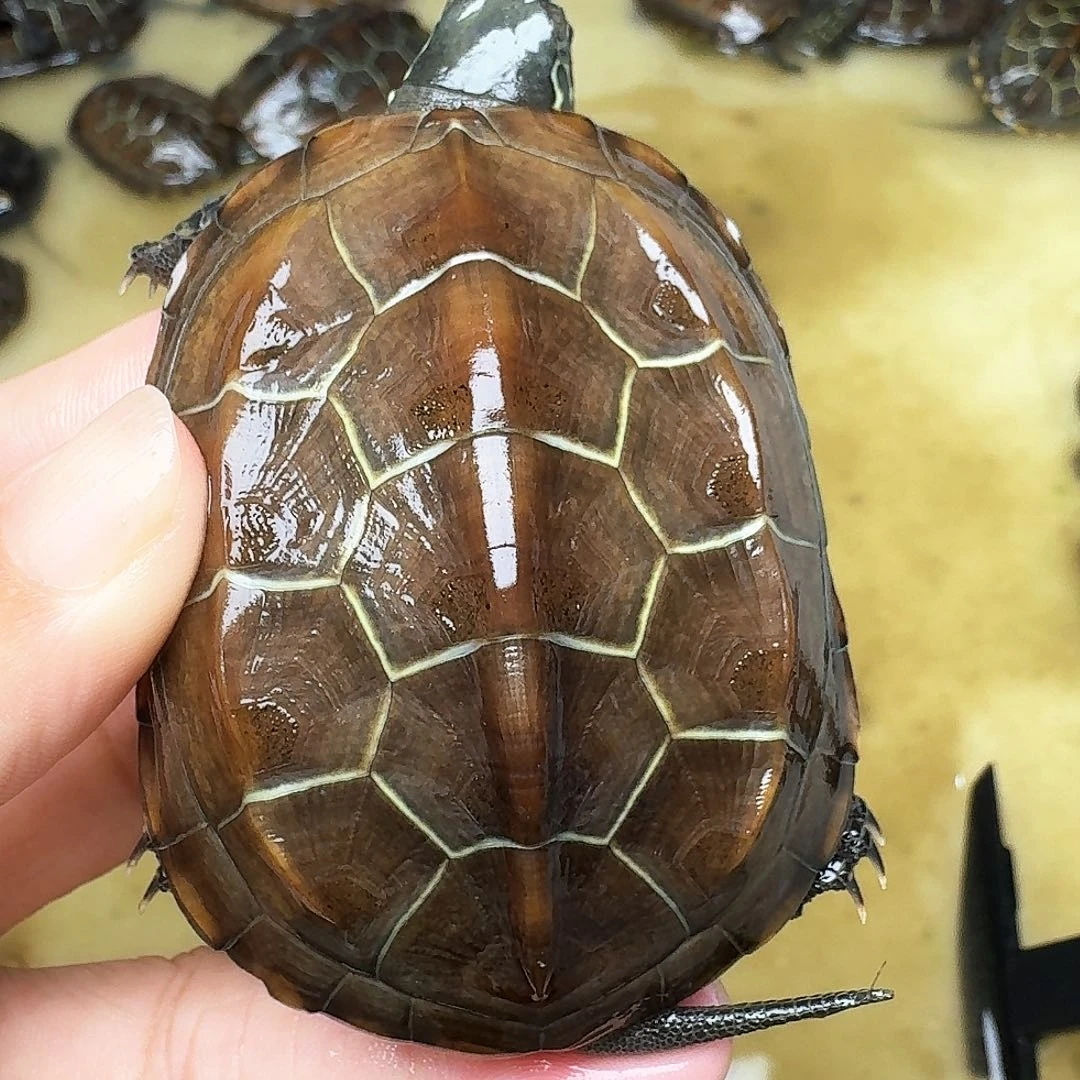 中华草龟公我和佳佳你晶晶晶晶晶晶晶晶晶晶