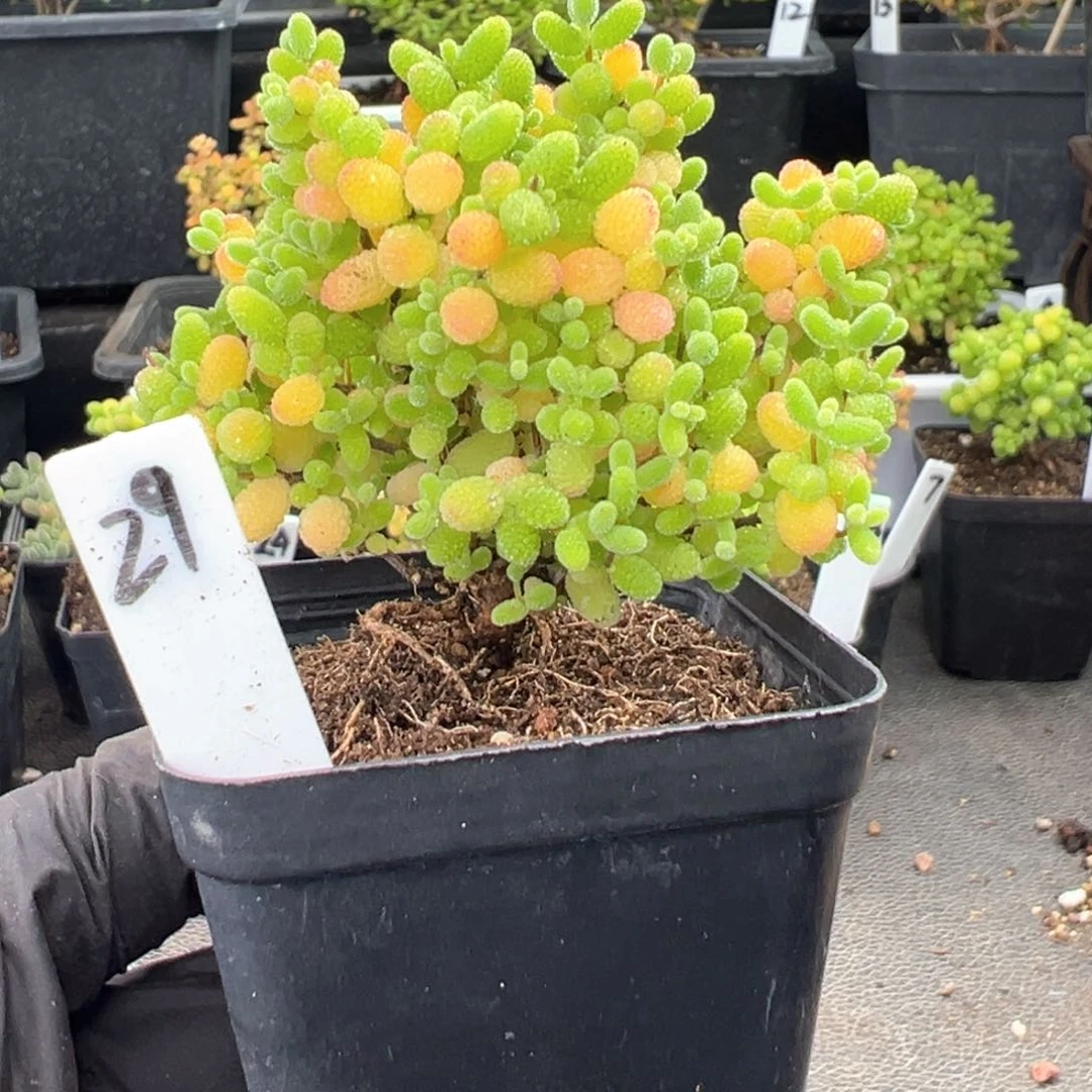 精控蜜橘糖球29号