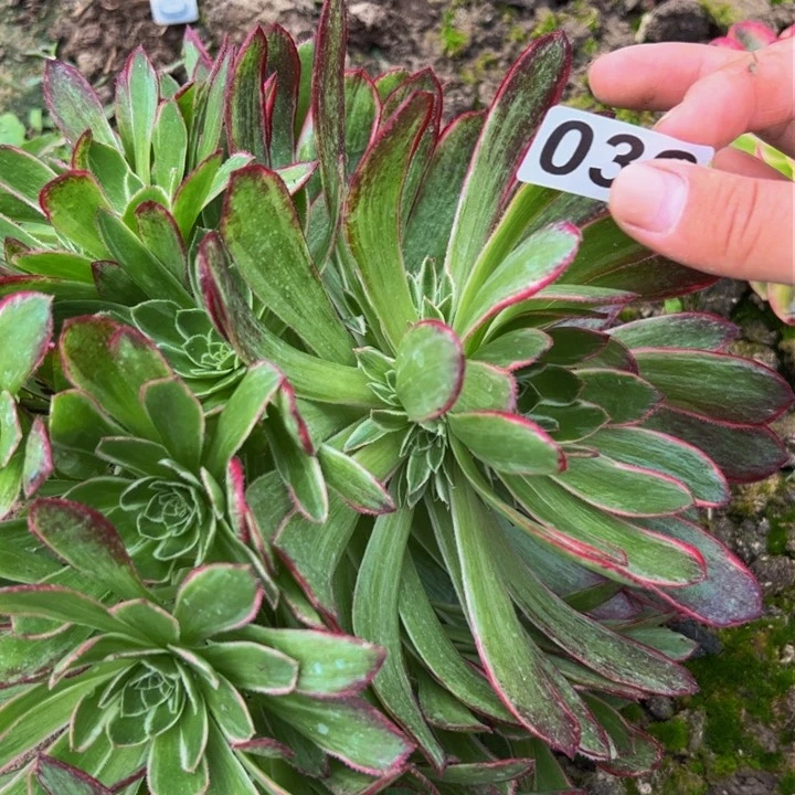 032孔雀翎植物盆栽