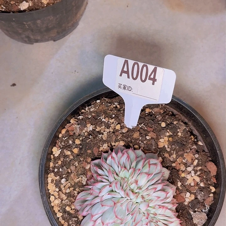 麻**头月光女神一物一拍A004