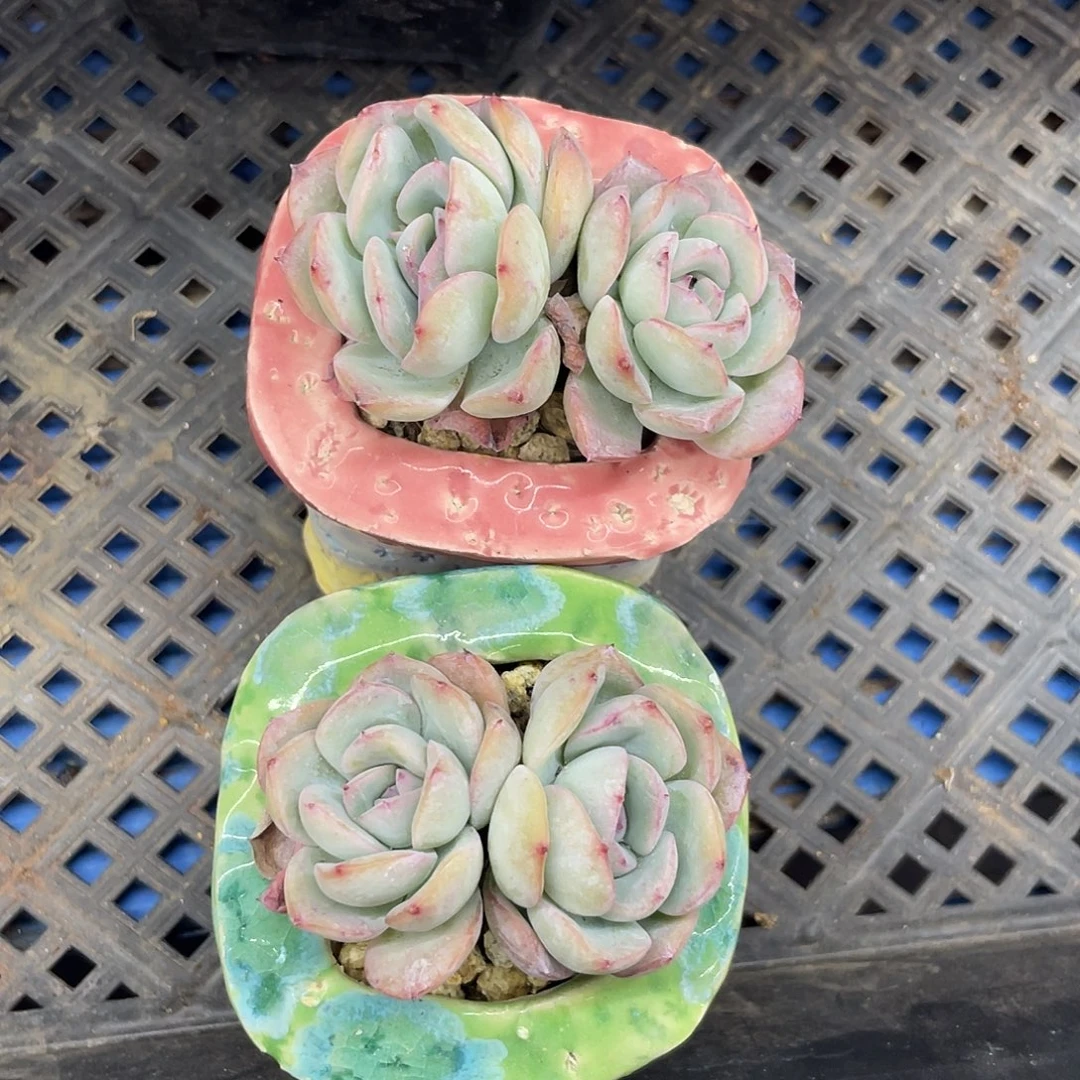 草莓泡芙双头两个，带盆土发货