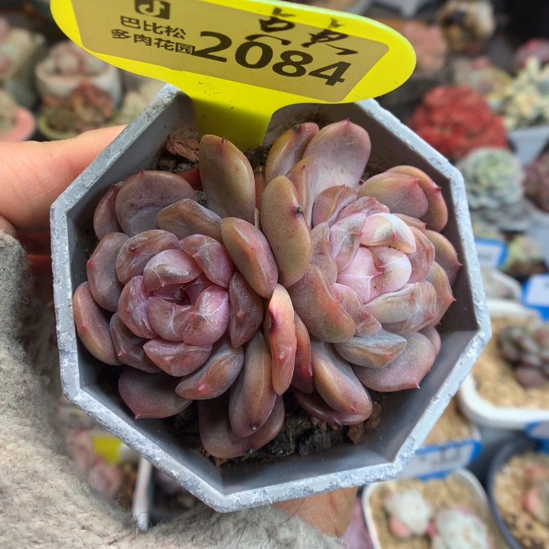 2084红色恋人新年好