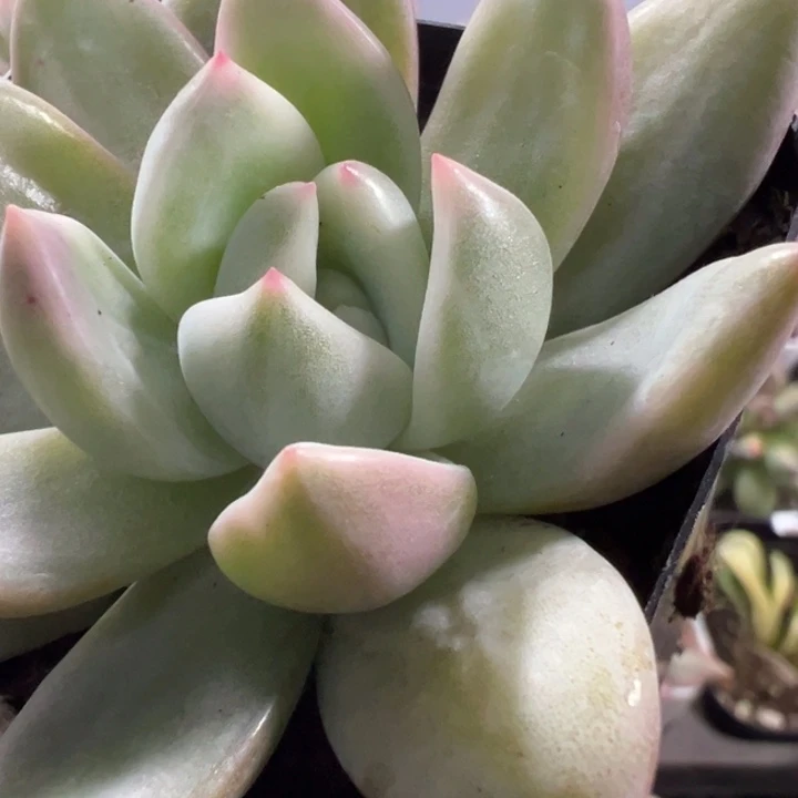 香槟锦多肉植物多肉植物