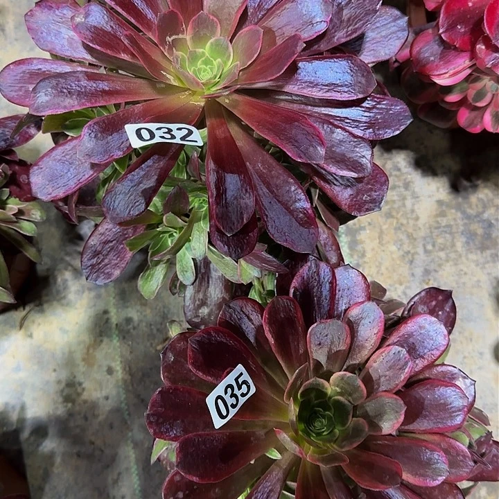 ℒ****032.035 两颗小苗多肉法师