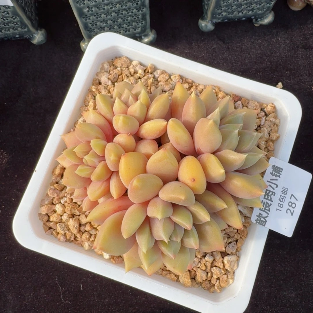 多肉植物  287  红象牙