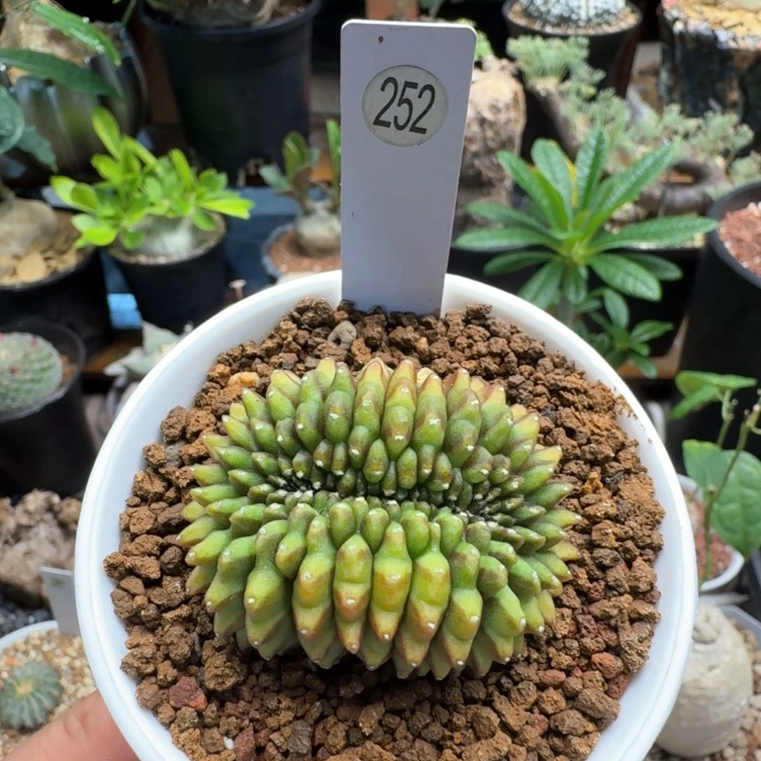 莫252仙人球块根植物