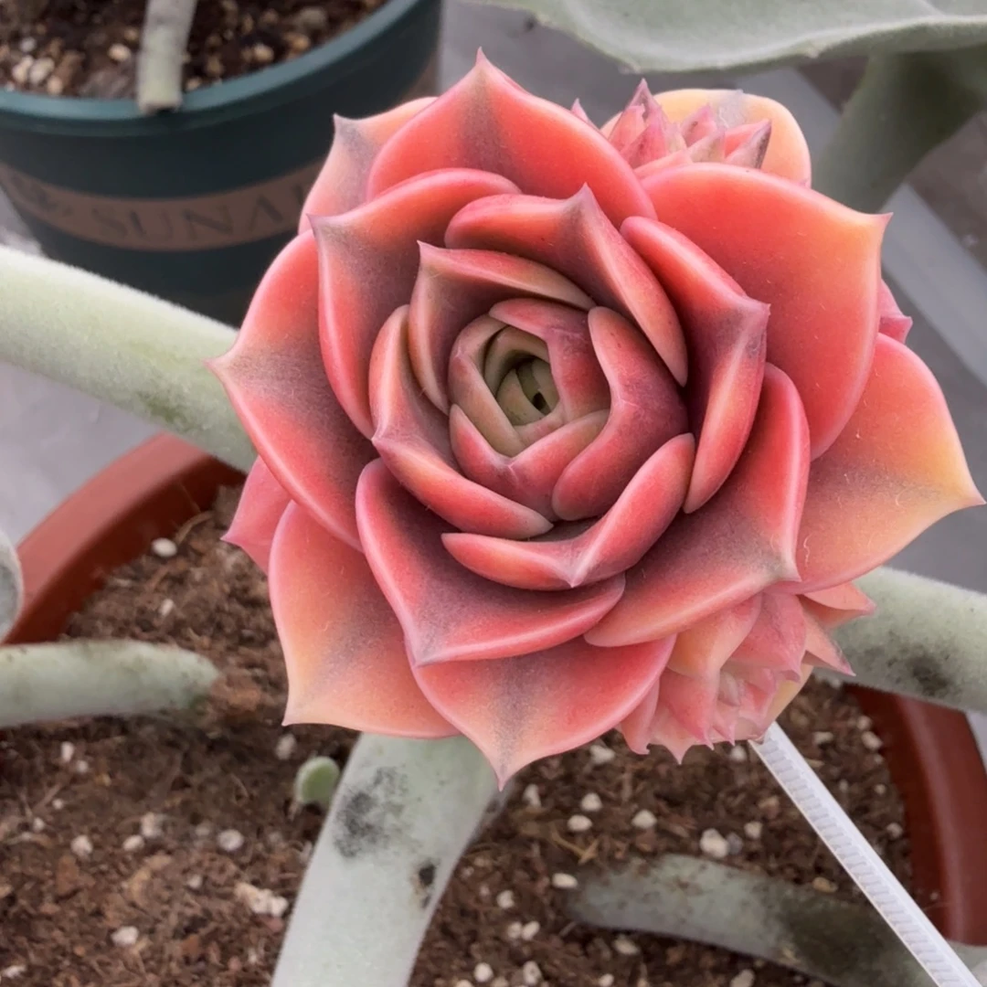 神秘玫瑰 侧芽 安吉园艺锦