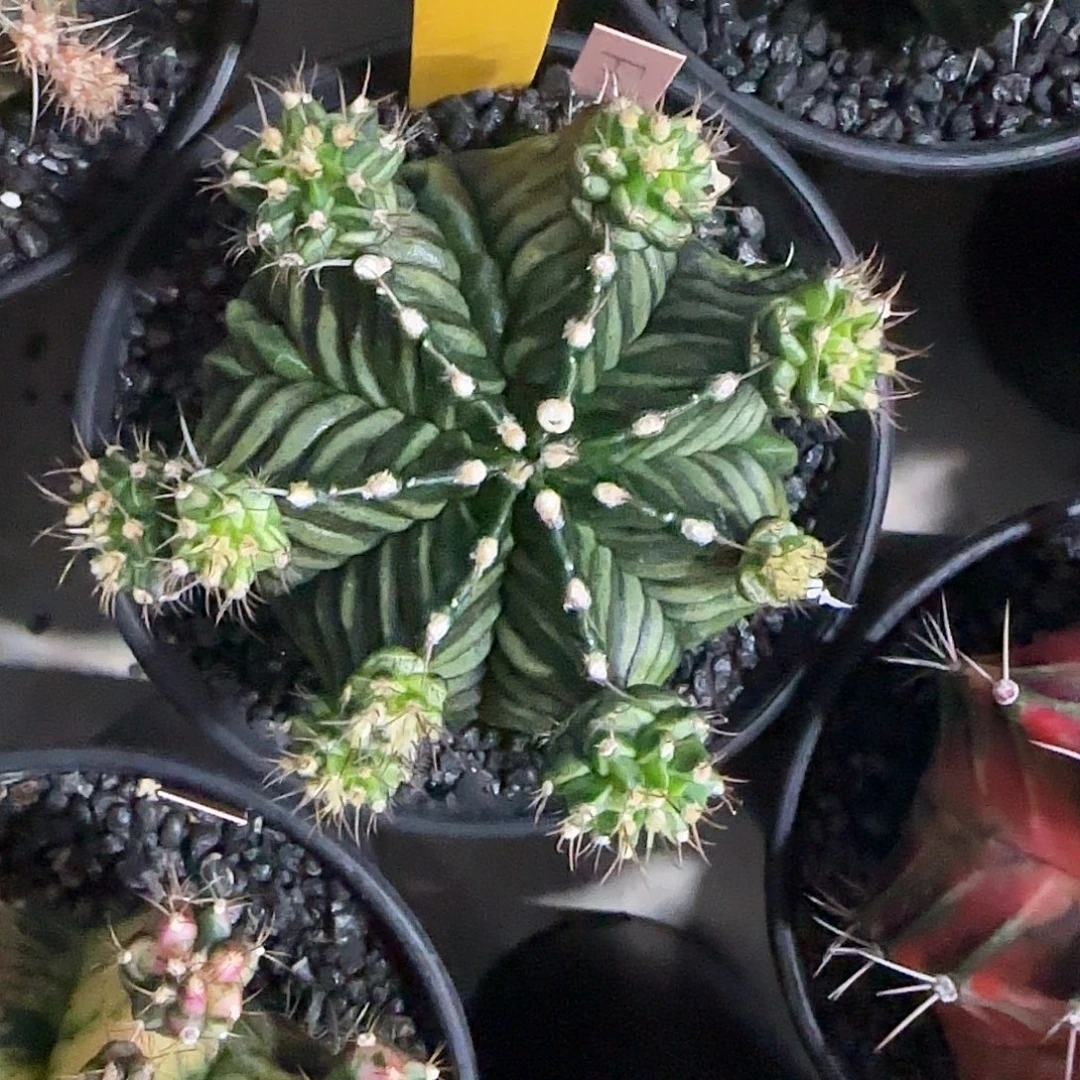 L734-1220泰国发货 鱼骨