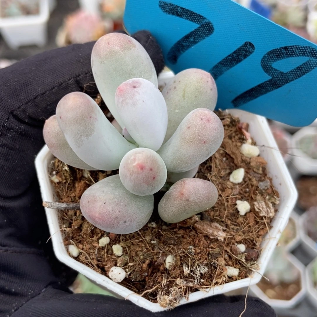 719米可奶多肉植物