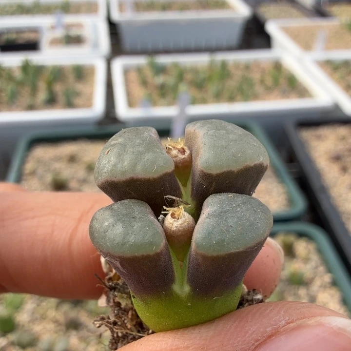 bank磁铁 12-4-L33。