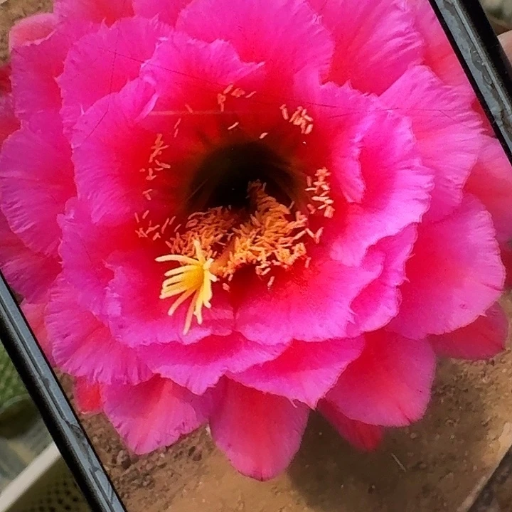 落雁侧芽5公分毛花柱