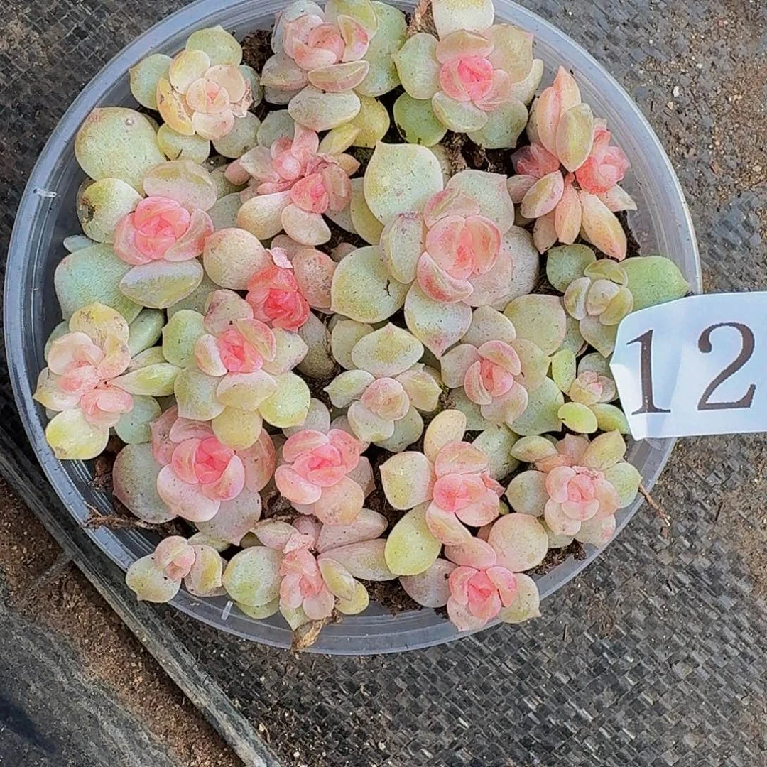 阿*多肉植物多肉植物129