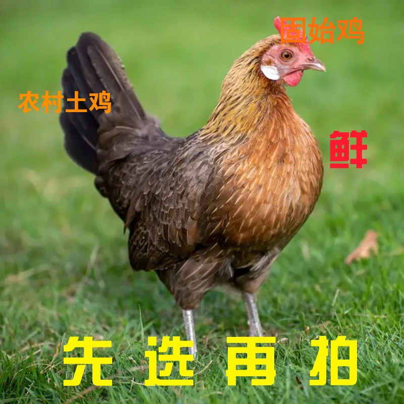 河南固始农村散养笨鸡土鸡笨鸭土鸭