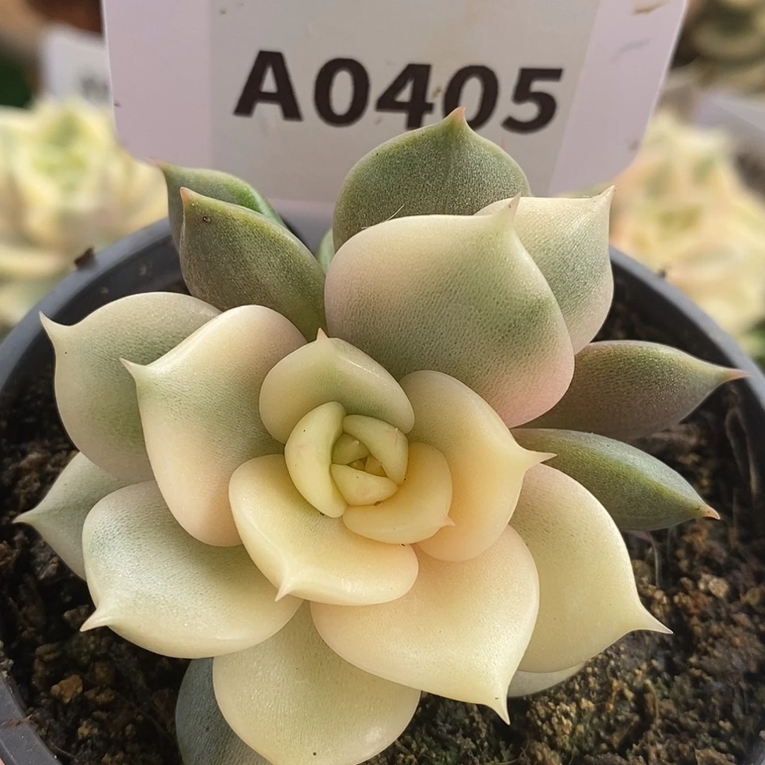 405贝加尔湖哈哈哈哈哈哈