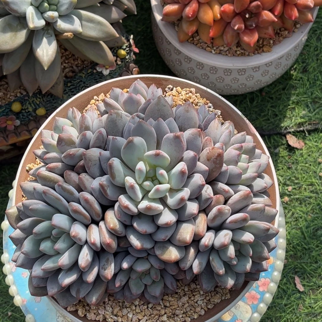 半夏捧花一物一拍