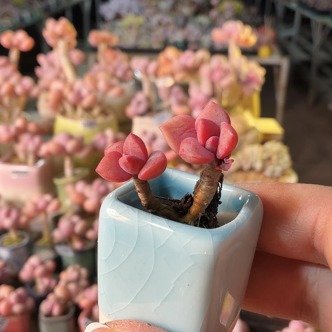 い**ᝰ多肉植物的生长发育与