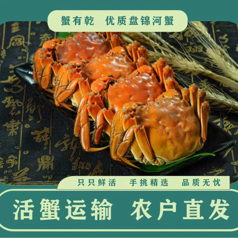 【活蟹】盘锦河蟹海鲜稻田蟹母1-1.3/两公1.2-1.5/两2斤顺丰包邮