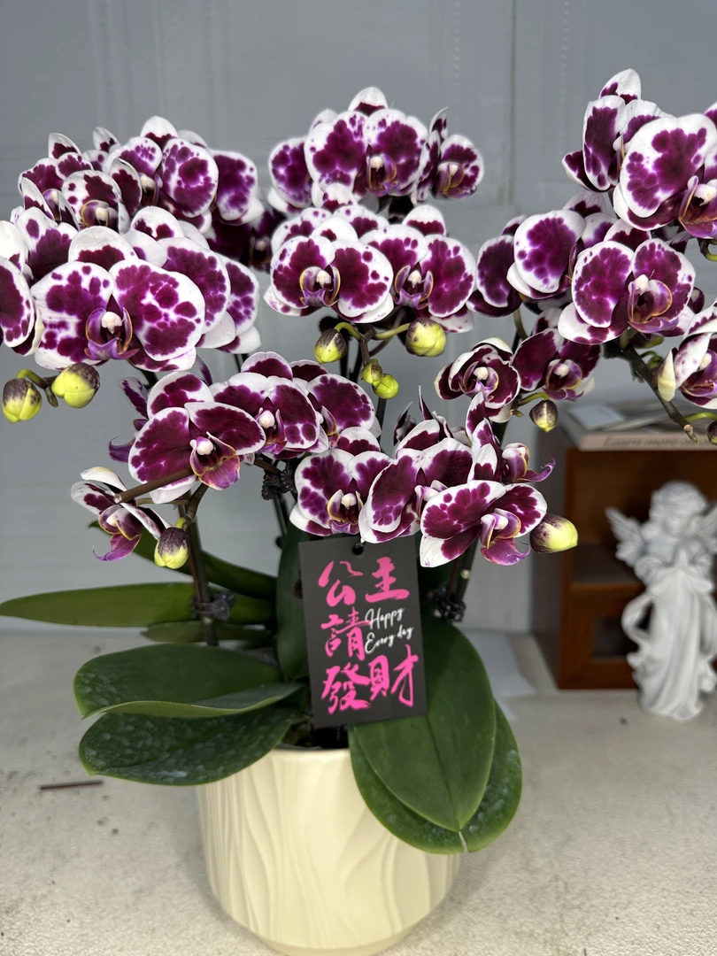 花悦里【白巧克力】名贵欧品花期长 室内花花 广州花卉源头基地3-6