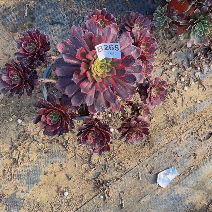 265黑金刚多肉法师不包断枝