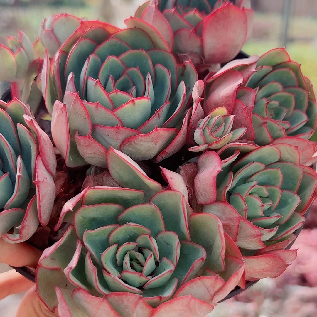 牡丹亭多头造型精品