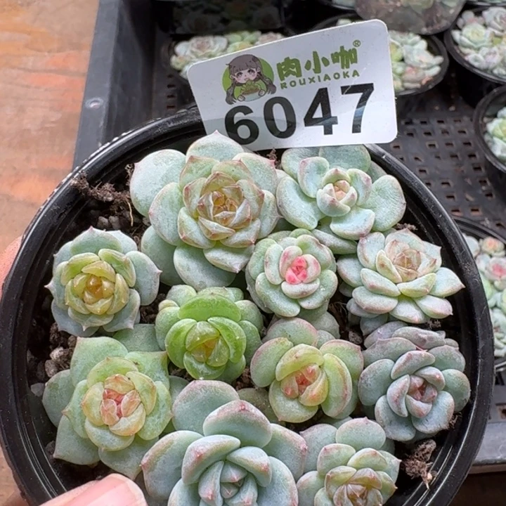 多肉植物多肉植物