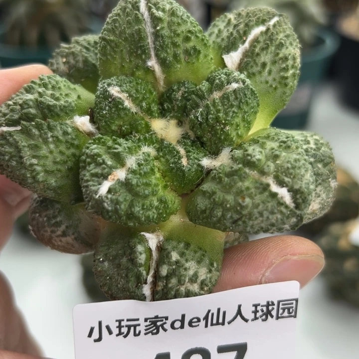 487可节后发货 可帮发根