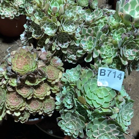 暖***)714四颗法师多肉植物