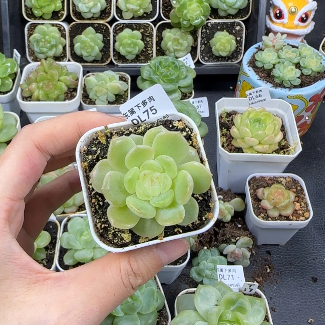 75东篱下多肉植物哈哈哈哈