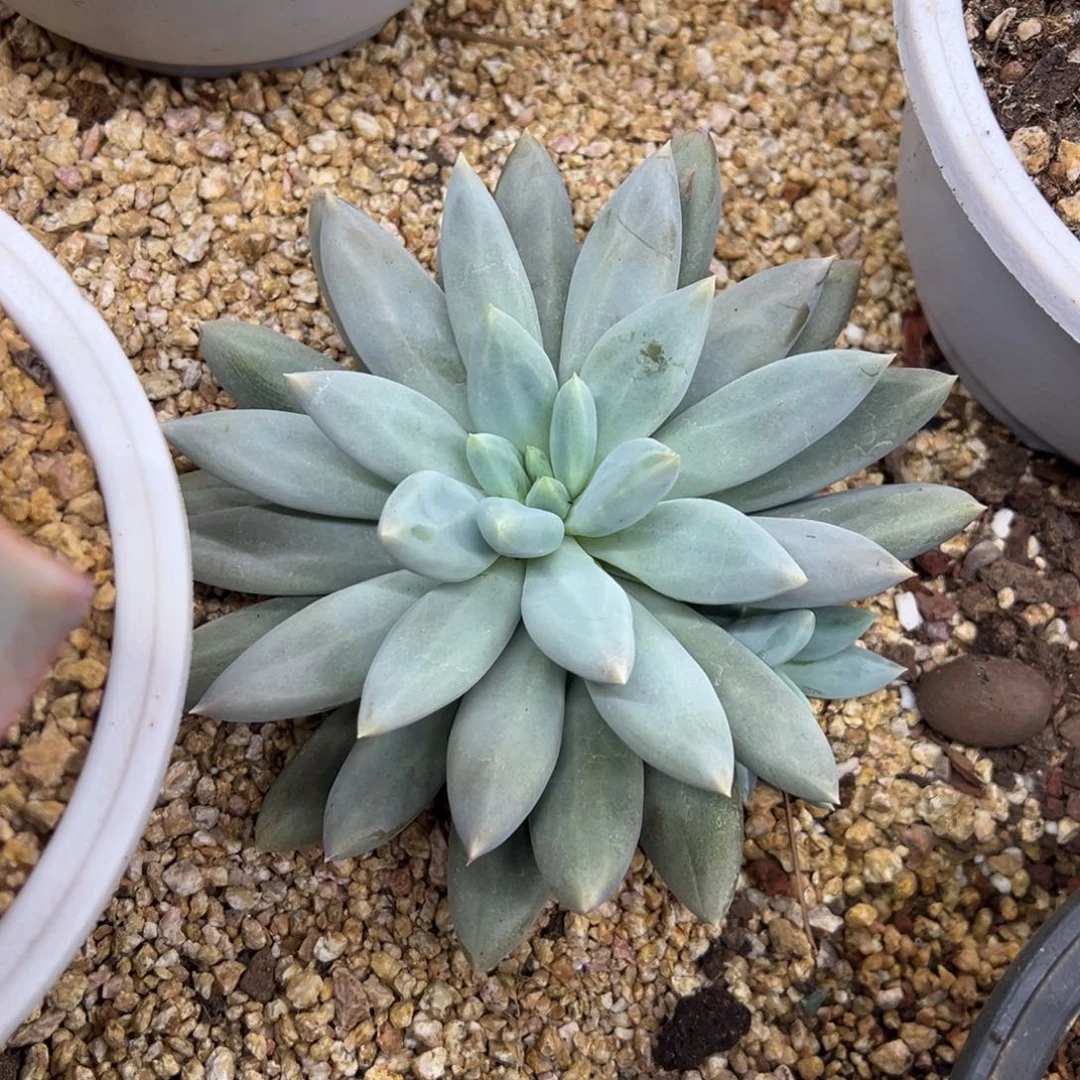 哥特萝莉 夏鸣园艺